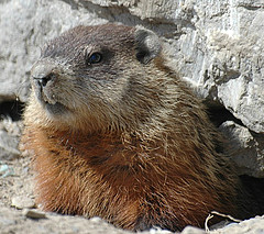 Groundhog Day