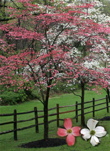 Dogwood+tree+facts+problems