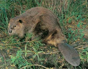new york beaver
