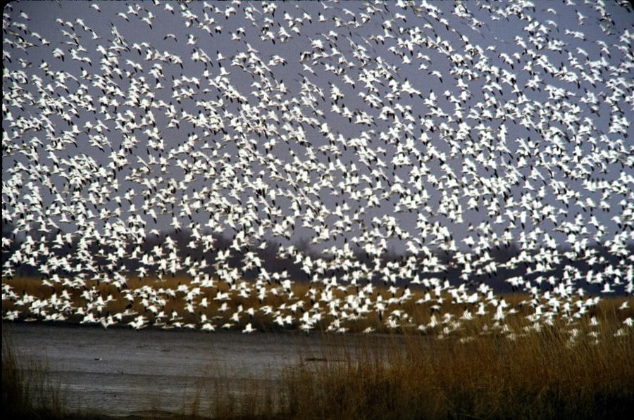 Flock of snow geese taking off over the marsh at Bombay Hook National Wildlife Refuge, Delaware
