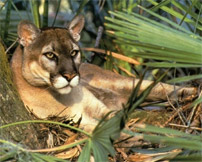Florida Puma