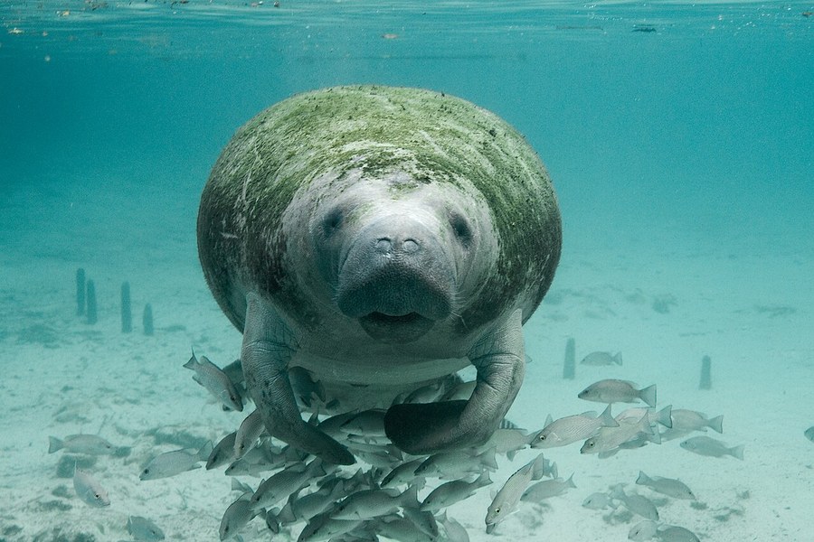 Florida manatee swimming in clear spring water near Crystal River National Wildlife Refuge, Florida
