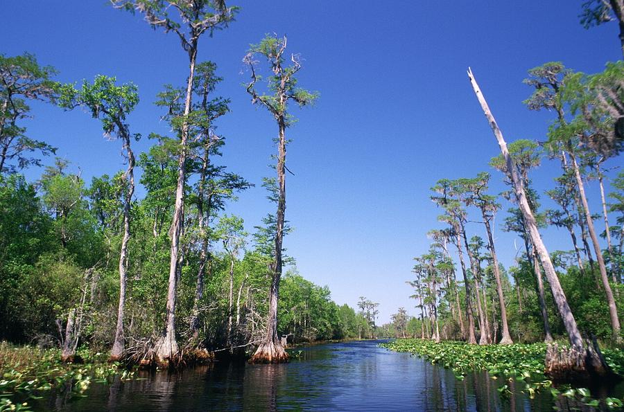 Bald cypress trees lining a blackwater channel in the Okefenokee Swamp, Georgia
