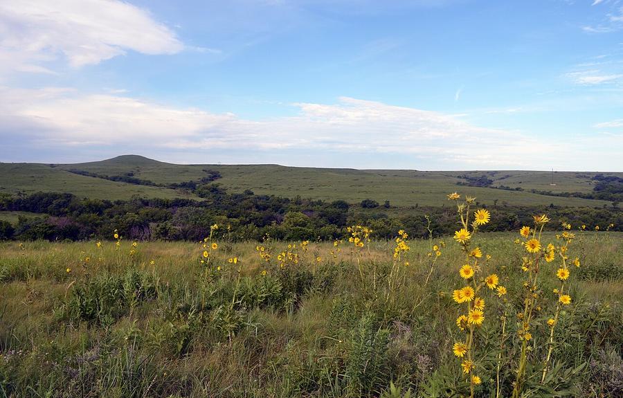 Wildflowers on the Konza Prairie in the Flint Hills of Kansas