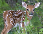 white-tailed fawn