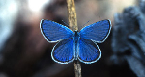 Karner butterfly