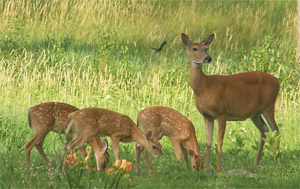 Doe and triplet fawns