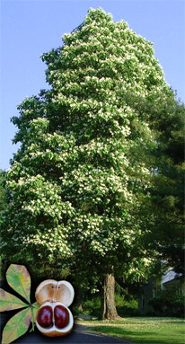 buckeye tree