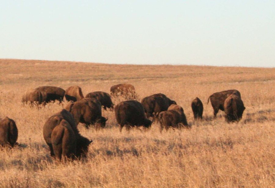 Bison herd grazing at the Tallgrass Prairie Preserve, Oklahoma