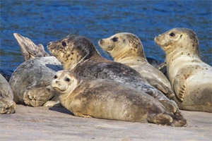 harbor seals 