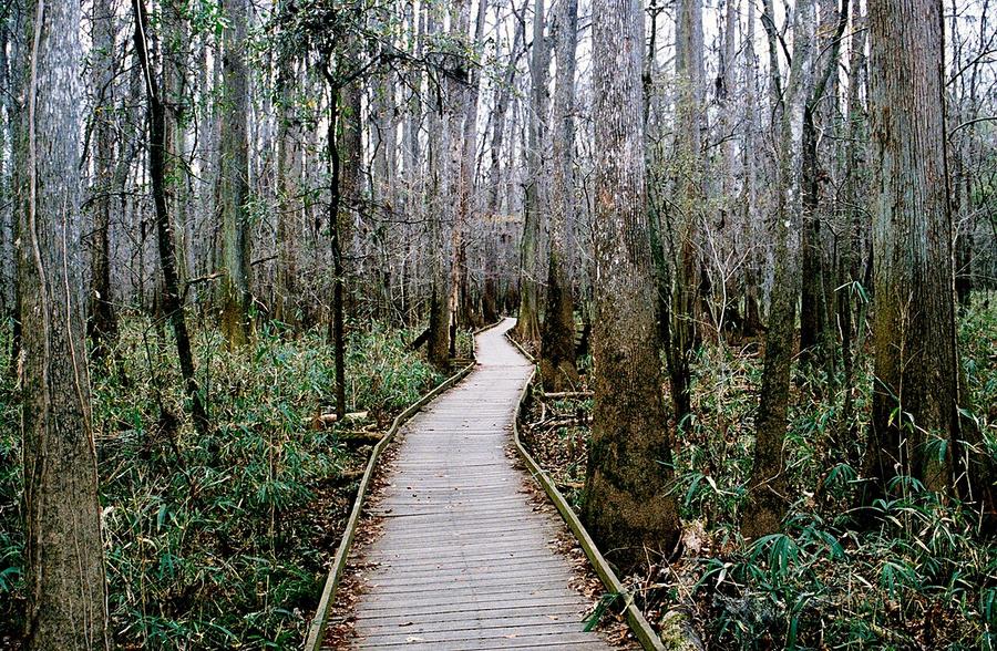 Boardwalk through old-growth forest at Congaree National Park, South Carolina