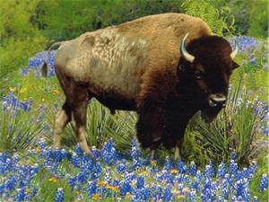 Texas Airport